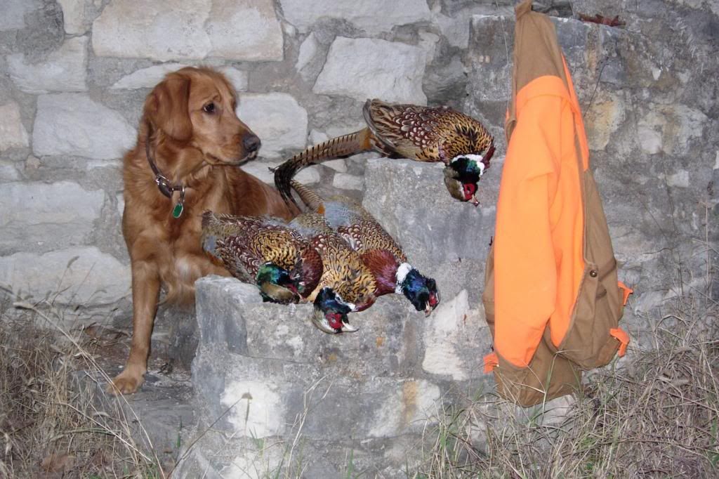 RustyPheasants04_zps7ecda5b7.jpg