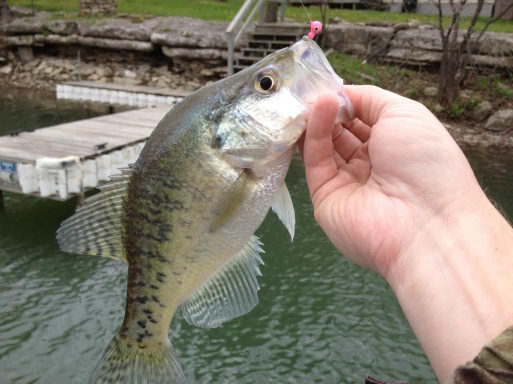 crappie_zps187fd532.jpg