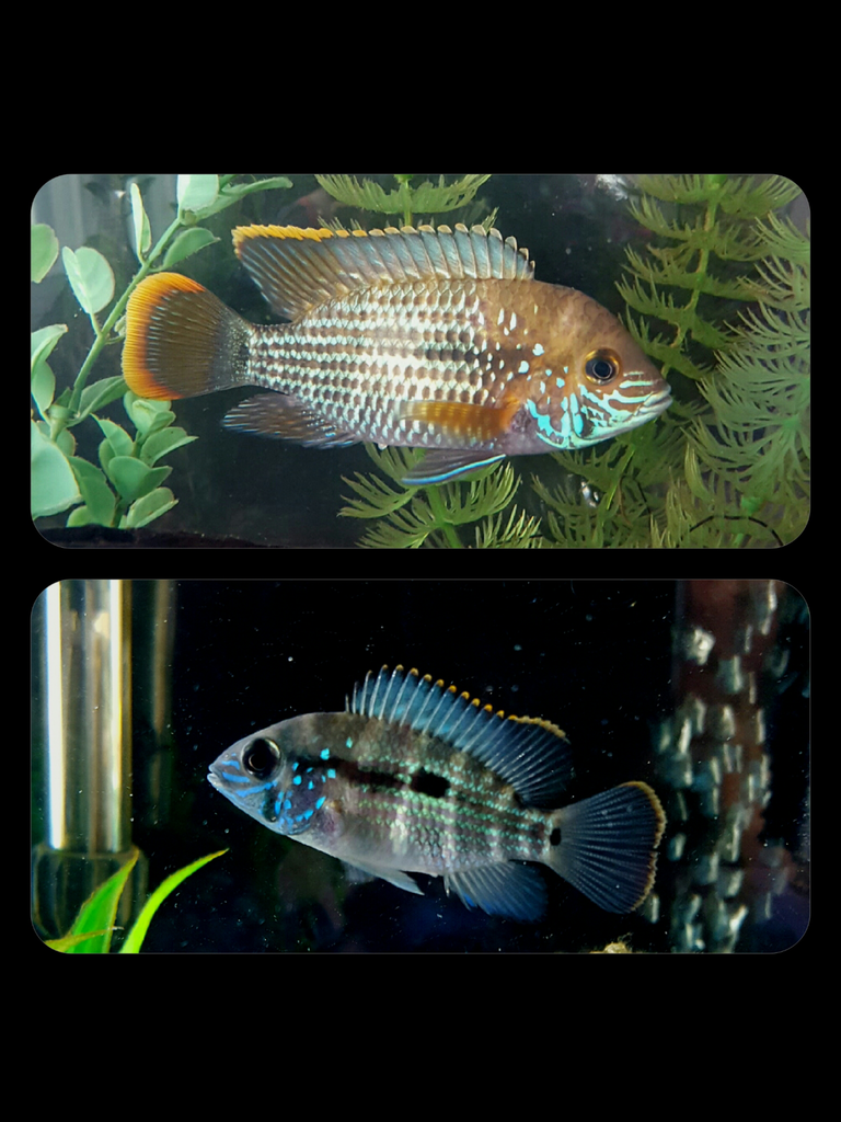 Cichlid-Forum пїЅ Question about egg tube