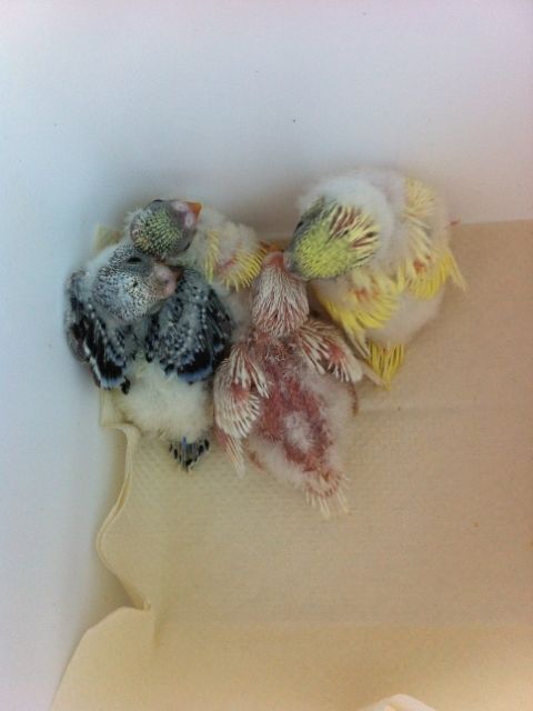 IMG_0661.jpg?t=1387769318