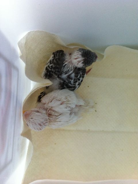 IMG_0668.jpg?t=1387769551