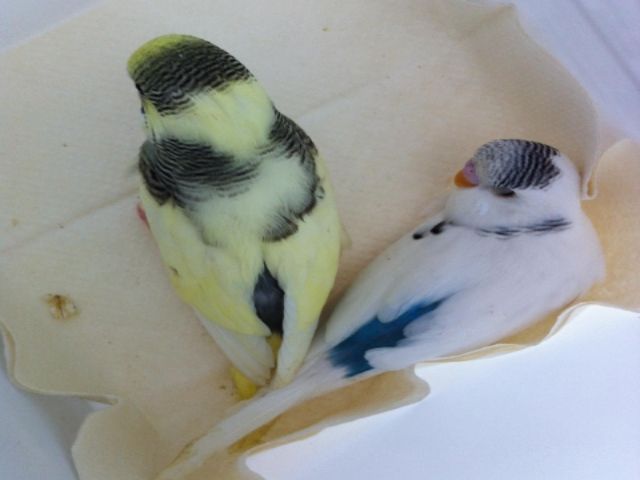 IMG_0670.jpg?t=1387768948