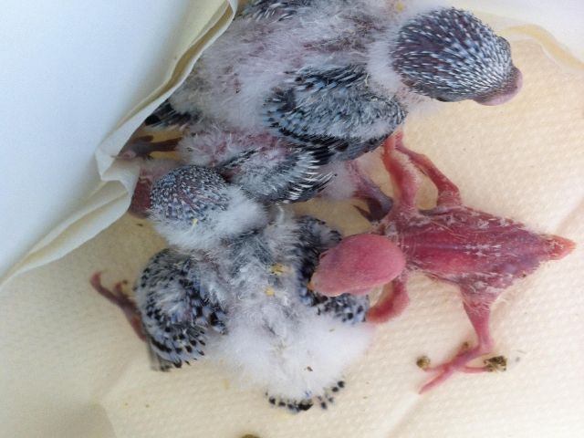 IMG_0674.jpg?t=1387769414