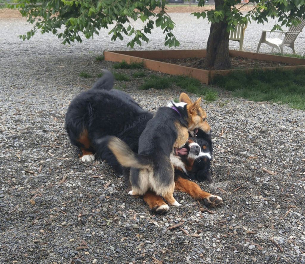Corgi pup takes down Bernese Mountain Dog