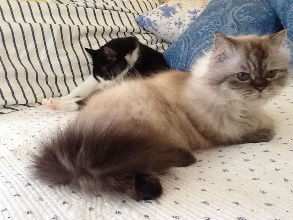 photo a5c78f2a4d4bd8636cae125dc3183875.jpg