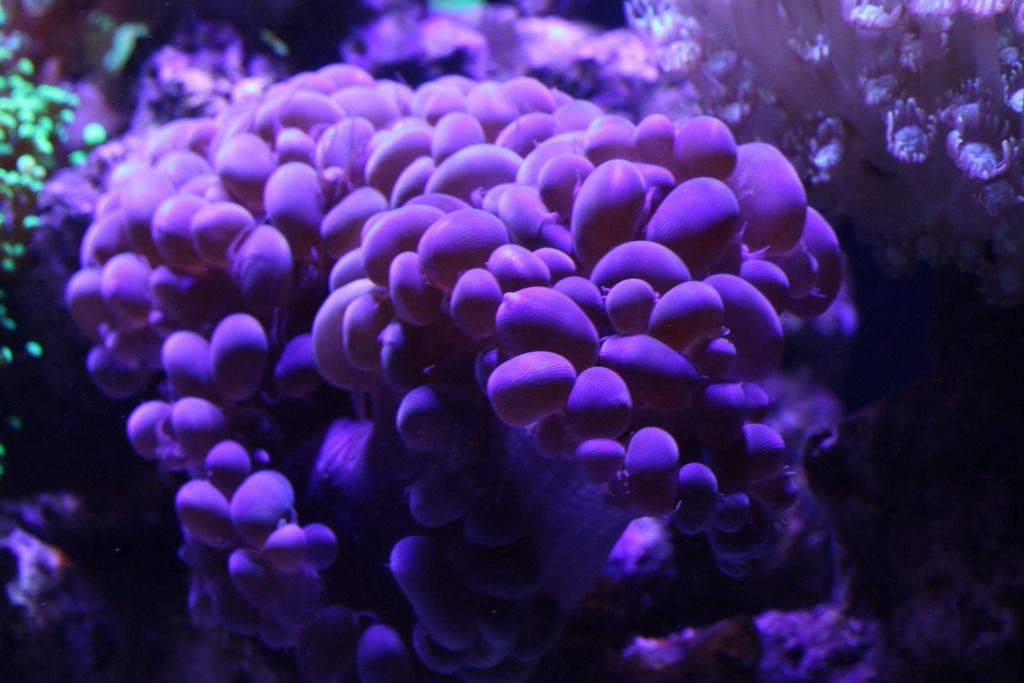 Purple%20bubble_zpsljm3v4n4.jpg