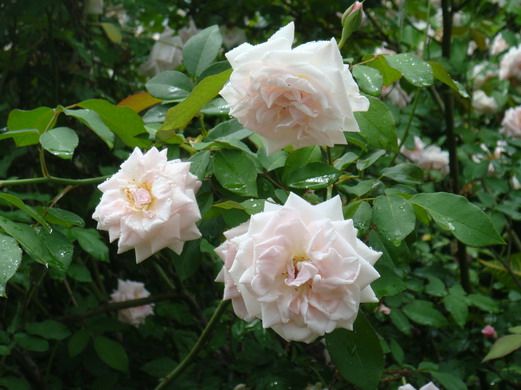  photo J8337301-26_zps624b681b.jpg