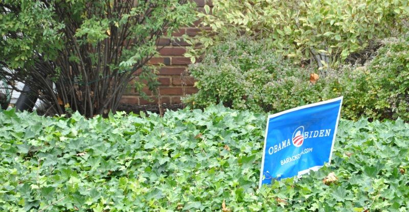 An Obama-Biden lawn sign nestled in a carpet of English Ivy.