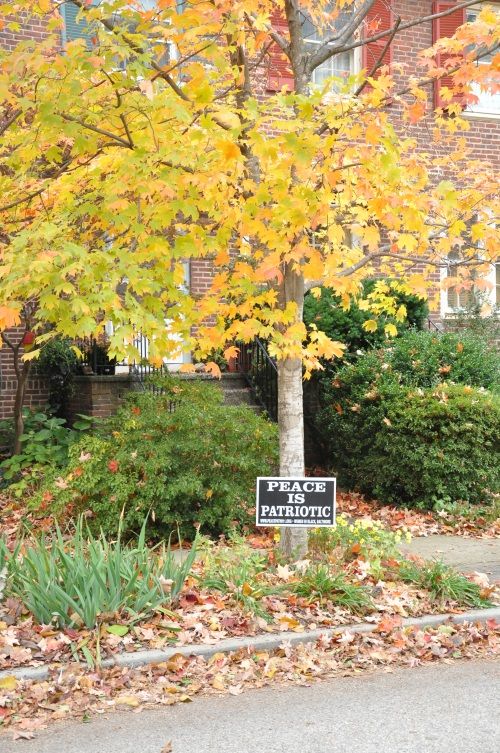 A young maple tree in autumn foliage with the sign Peace is Patriotic in front of it.